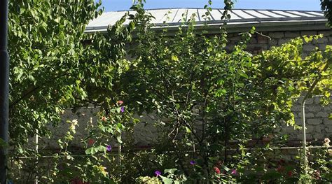 HOTEL NELI TELAVI - Hostel Reviews & Photos - Tripadvisor