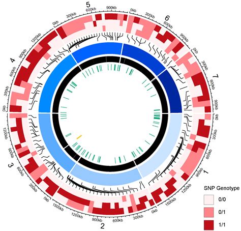 Genome Analysis of a Newly Discovered Yeast Species, Hanseniaspora menglaensis