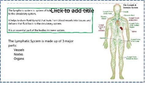 Image result for Crash Course Lymph System