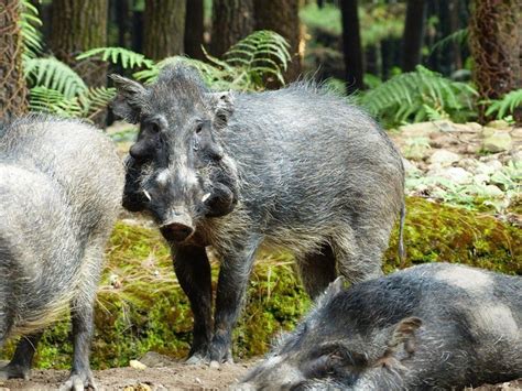 Sus genus or the family of pigs – See Animals Wild