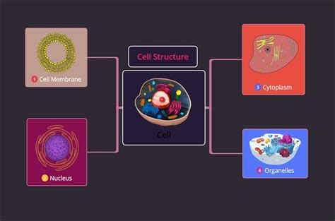 Cell Structure Concept Map 的图像结果