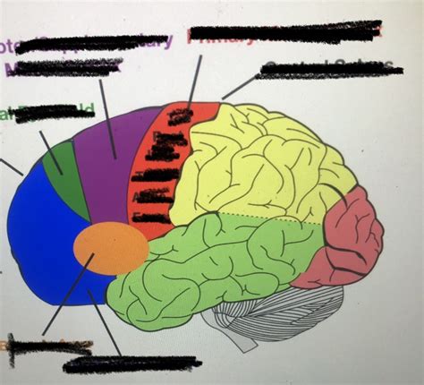 Image result for Frontale Cortex