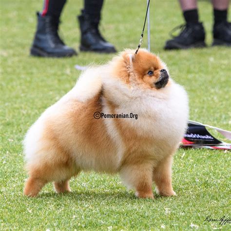 Pomeranian Celebrity Dog 60 Photos - Moonagedaydream.film