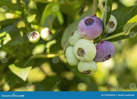 冬季养护对蓝莓来说至关重要，做好几点，来年开花多、结果大 - 壹读