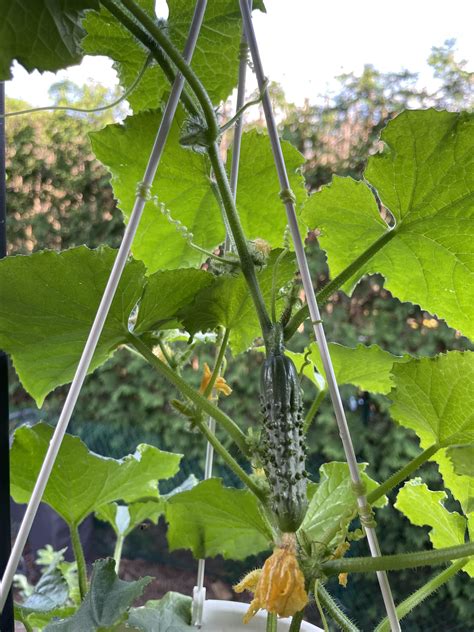 Can You Grow Lemon Cucumbers In A Hanging Basket at Emery Espinosa blog
