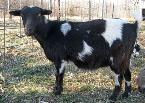 Registered Nigerian Dwarf Goats - Does