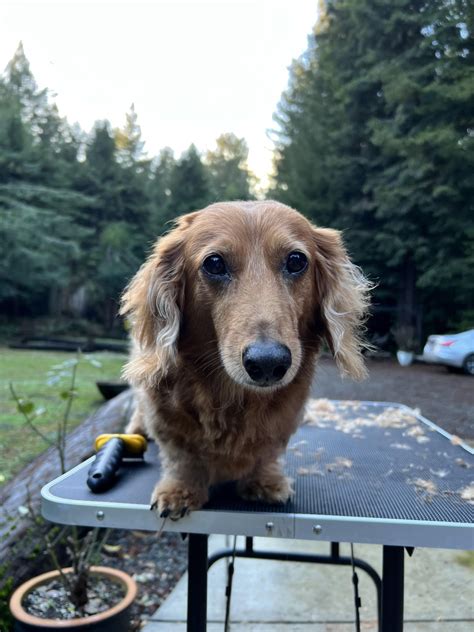 Monty sleeping through his haircut : r/Dachshund