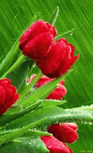 Image result for Tulips Flower Using Python