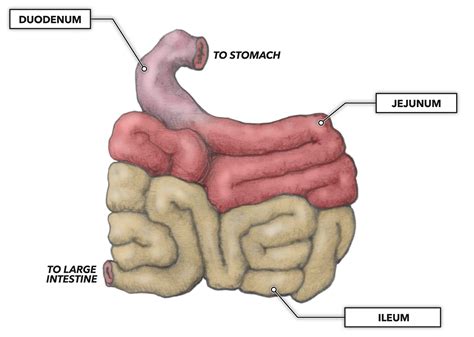 The small intestine is roughly 23 feet long | The Fact Base