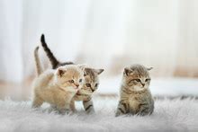 Image result for Cat Using Computer Meme