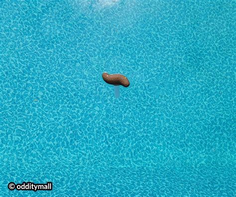 People Poop In Pool