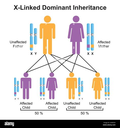 Scientific Designing of X-Linked Dominant Inheritance. Colorful Symbols. Vector Illustration ...