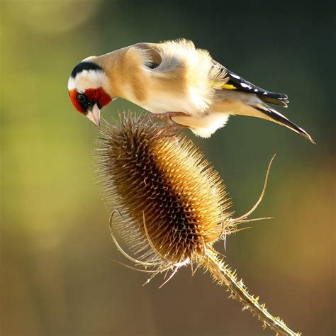 Buy teasel Dipsacus fullonum: Delivery by Waitrose Garden