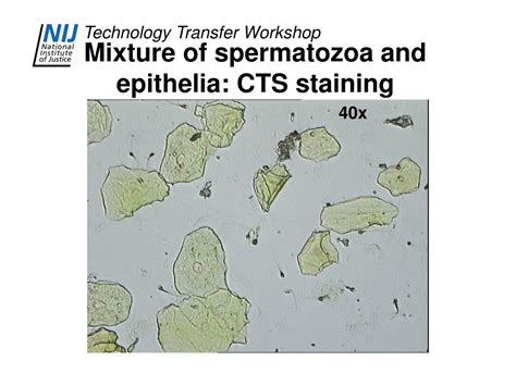 Image result for Cell Basic