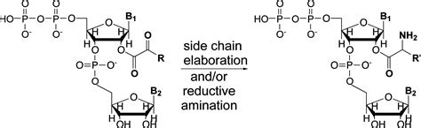 Codon 的图像结果