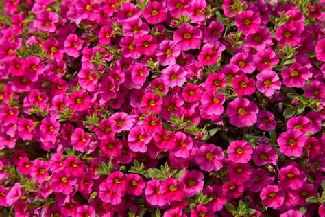 How to Grow and Care for Calibrachoa (Million Bells) Plants