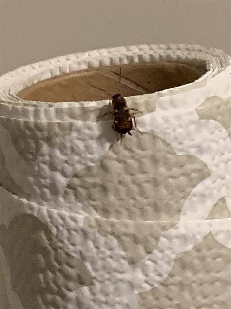Cricket or cockroach? : r/pestcontrol