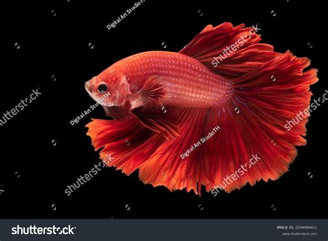 Fighter Fish Fighting Youtube