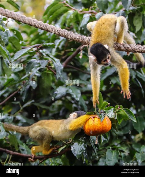 The penguins, monkeys and tigers of ZSL London Zoo get into the spirit ...
