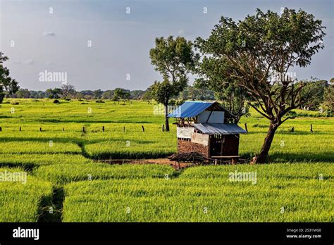 Sri Lanka Agriculture 的图像结果
