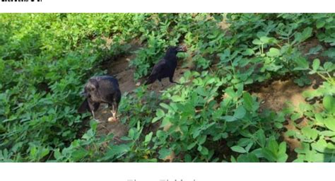 Image result for Raspberry Pi Crow