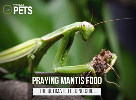 What Do Praying Mantises Eat? | Praying Mantis Food Guide!