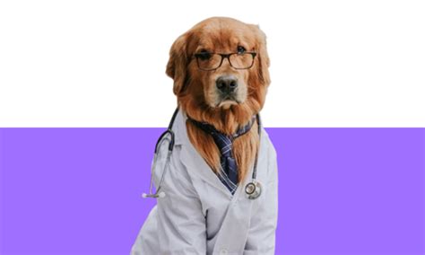 Best Pet Care Services in Siliguri | People n Pets | Grooming, Vet ...