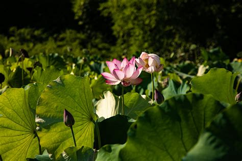 Images for Environment 的图像结果