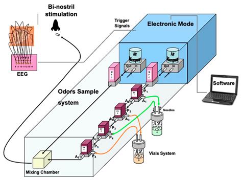 Exploratory Study on Chemosensory Event-Related Potentials in Long ...