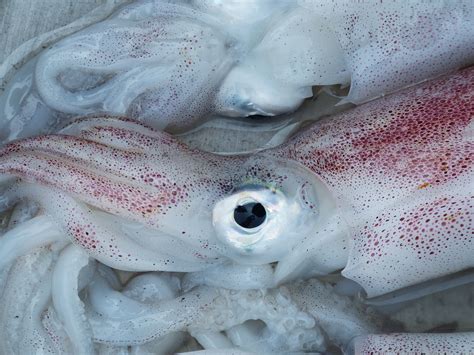 新鲜的章鱼在市场上高清摄影大图-千库网