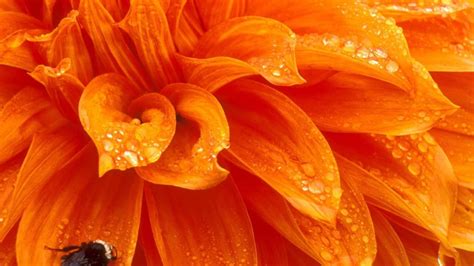 [100+] Orange Flower Wallpapers | Wallpapers.com