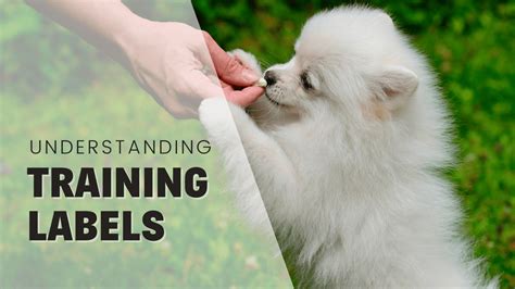 Image result for Dog training Methods