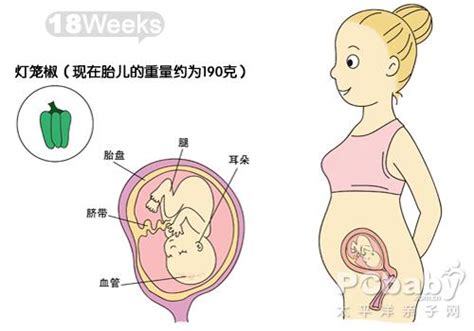 【怀孕20周】怀孕二十周胎儿图,怀孕20周吃什么、注意什么_亲子百科_太平洋亲子网