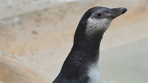 Evansville's Mesker Park Zoo announces penguin's gender, naming plans