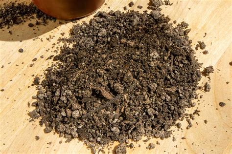 Cactus Soil and How it Differs From Regular Potting Mix