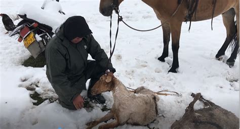 新疆特克斯：降雪降温致喀拉峻牧区四百多牲畜被冻死|新疆|降雪|降温_新浪新闻