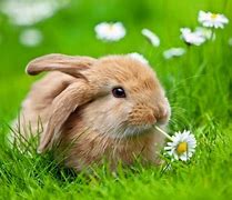 Image result for Spring Animals Bunnies