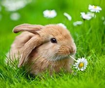 Image result for Easter Bunny Wallpaper Pattern