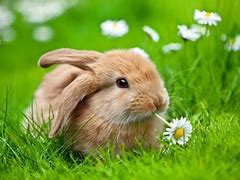 Image result for Cute White Bunny Rabbits