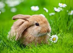 Image result for Small Cute Baby Bunnies