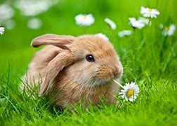 Image result for Cute Rabbit Background