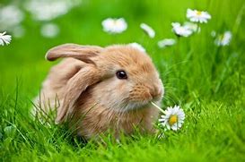 Image result for Rabbit with Flower On Its Head