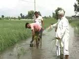 Agriculture India | Economy News - Economic Times