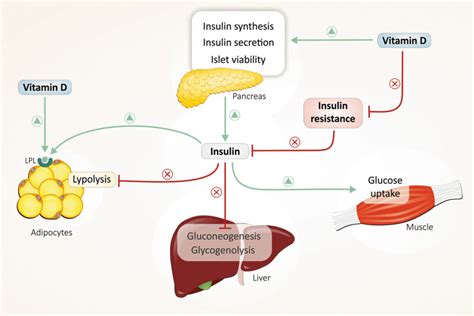 Vitamin D3 Improves Glucose Levels but Shows Limited Impact on Insulin ...