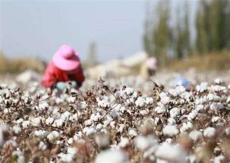新疆摘棉花是什么意思 抖音热评摘棉花出处来源是什么|新疆|棉花-滚动读报-川北在线