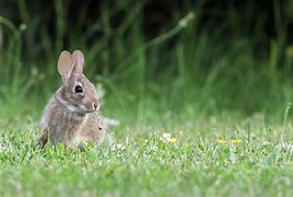 Image result for Baby Cottontail Rabbit