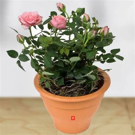 Rose Plant | Best Price in 2024 at Plantparadise