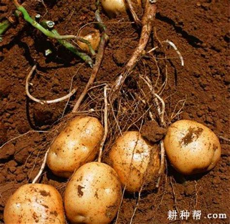 [马铃薯种植技术] 什么样的环境最适合种植马铃薯？_中国农业网_农林网_种植什么最赚钱_农林种植网