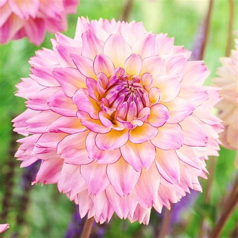 Colorful Investment Dahlia Flower Bulbs - 3 Bulbs per Pack - Deer ...