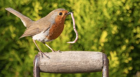 What Do Robins Eat? 20 Foods Robins Forage for Across the Wild